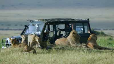 Of identifying each individual lion. - Dynasties