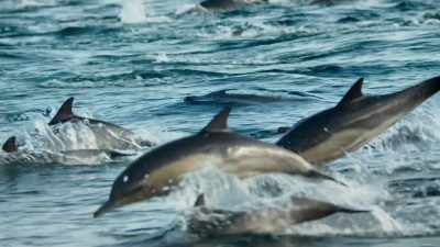 Off America's Pacific Coast, - Blue Planet II