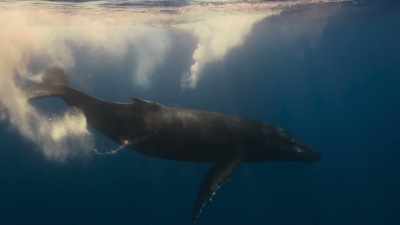 Off the coast of Hawaii, - The Secret Lives of Animals