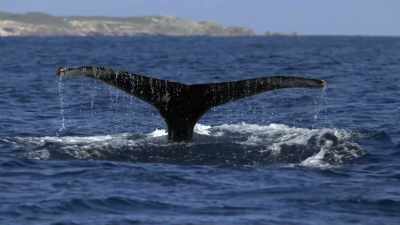 "Off the coast of Western Australia," - Secrets of the Whales