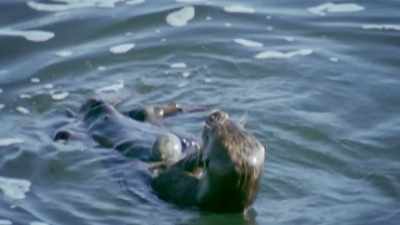 Oftentimes, they'll put the rock
on their stomach - United States of Animals