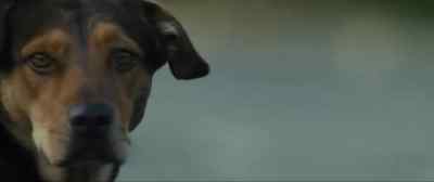 Oh! A dog! - A Dog's Way Home