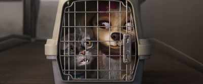 Oh, and is that your opinion - Gracie & Pedro: Pets to the Rescue