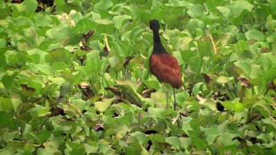 Oh, Benita! Are you under this marsh? - Absurd Planet