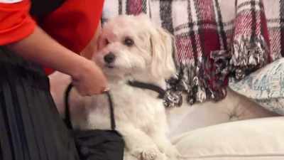 - Oh, Biff!
- Biff! Oh, yeah, look, - 2022 American Rescue Dog Show