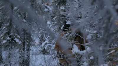 Oh, [bleep]. Holy cow. - Life Below Zero: Next Generation