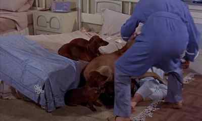 OH, BOY. - The Ugly Dachshund