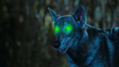 Oh, you can disappear, but you can't hide. - Phantom Pups