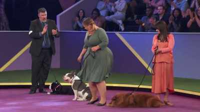 Oh! Capone, the bully mix... - 2022 American Rescue Dog Show