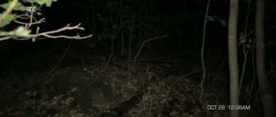 Oh, come on. Matt! Matt, come on! - The Gracefield Incident