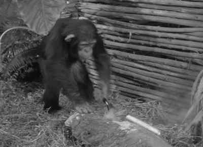 Oh, darling. - Tarzan and the Amazons