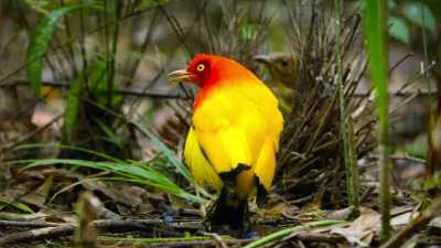 Oh, dear! The pressure's getting to him. - Dancing with the Birds