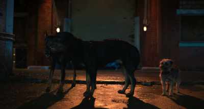 Oh, you don't want me
to come around - Strays