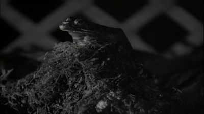 Oh Fred - The Cat and the Canary