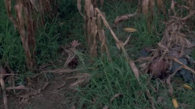 Oh God Oh my God - Children of the Corn II: The Final Sacrifice