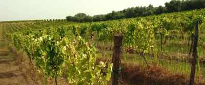 - Oh, my God!
- We are at a winery. - Meet Me in Rome
