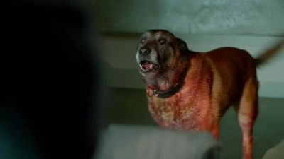 Oh, good boy! - CSI: Miami