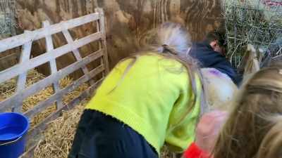 Oh, good girl, and then you pull
in a gentle, downwards position. - Our Yorkshire Farm