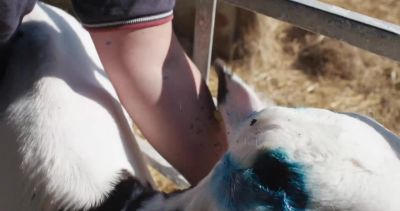 Oh. Good girl. - Cow
