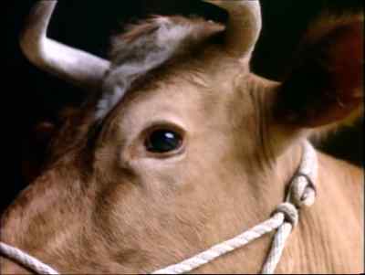 Oh good morning. Milking a cow, right? - Supervixens