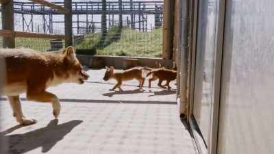 Oh, my gosh. (laughs) - Secrets of the Zoo