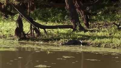 Oh, you got one
on the bank here, pa. - Swamp People