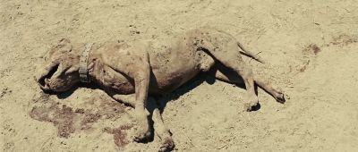 Oh hell's bells they even shot the dog - No Country for Old Men