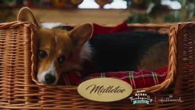 -Oh! Hey!
-[Campbell] Merry Christmas! - A Royal Corgi Christmas
