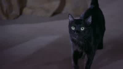 Oh, hey, kitty, kitty. - Scary Movie 2