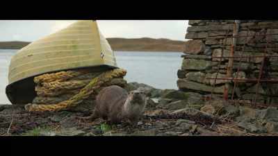 Oh hi, it's a
strange one, this one. - Billy & Molly: An Otter Love Story
