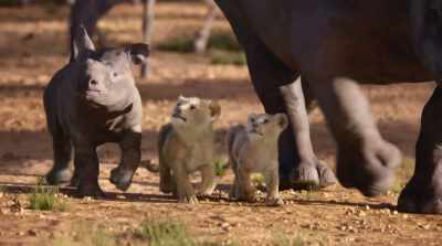 ♪ Oh, I just can't wait
to be king ♪ - The Lion King