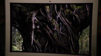 Oh, I know about this kind of tree. - Grimm