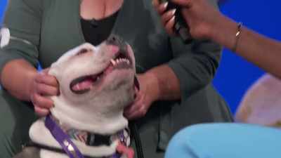 Oh, my --
I wasn't expecting it at all, - 2022 American Rescue Dog Show