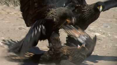 Oh, it's okay.
I'll put 'em away tangled - When Nature Calls with Helen Mirren