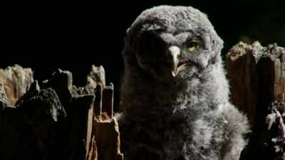 Oh, it's okay.
I'll put 'em away tangled - When Nature Calls with Helen Mirren