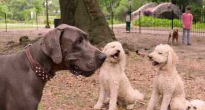 Oh, just Mr. "I got it going on - Think Like a Dog