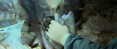 Oh, look at it. - Independence Day