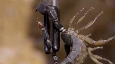 - Oh, look at the stinger on it. - Kings of Pain