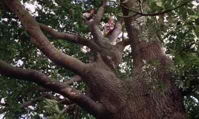                 OH !
                LOOK OUT BELOW. - In Search of the Castaways
