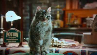 Oh my, that is... a problem. - Scaredy Cats