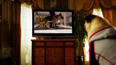 - Oh, my.
- Oh, no! - Beverly Hills Chihuahua 2