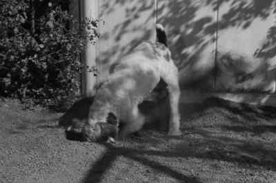 OH, NEW YEAR'S EVE
AT HOME. - After the Thin Man