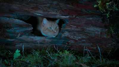 Oh, no, guys. I have to... - Scaredy Cats