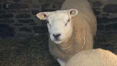 Oh, no, no, no. I've got a halter,
I've got a halter. - Our Yorkshire Farm