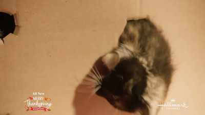 Oh no - The Nine Kittens of Christmas