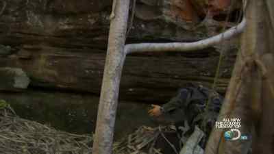 Oh, now, look.
Spider in here. - Man vs. Wild