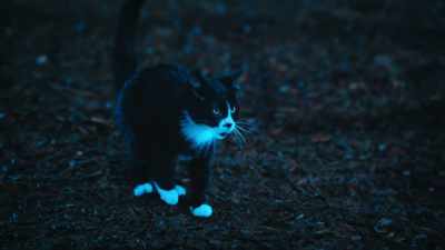 Oh, now you want to play? Too late! - Scaredy Cats
