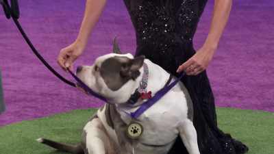 Oh! Oh! - 2022 American Rescue Dog Show