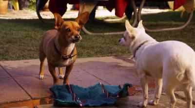Oh, Papi, you're so romantic. - Beverly Hills Chihuahua 2