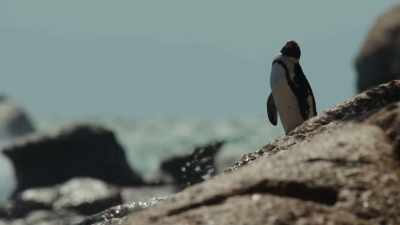 Oh, she's watching... - Penguin Town